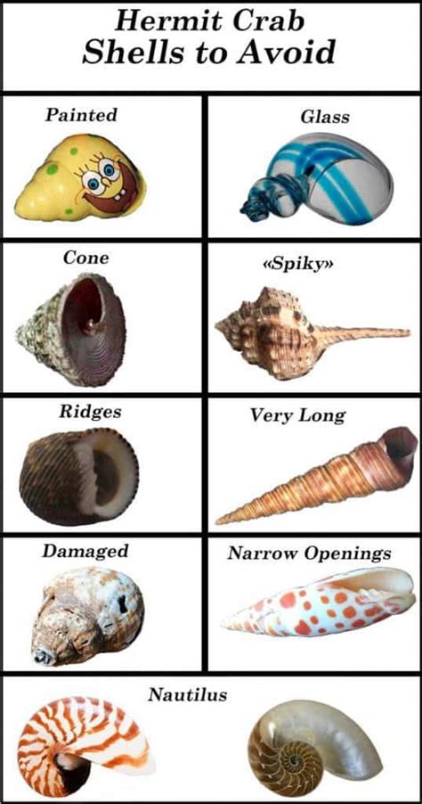 Which shell should I use .